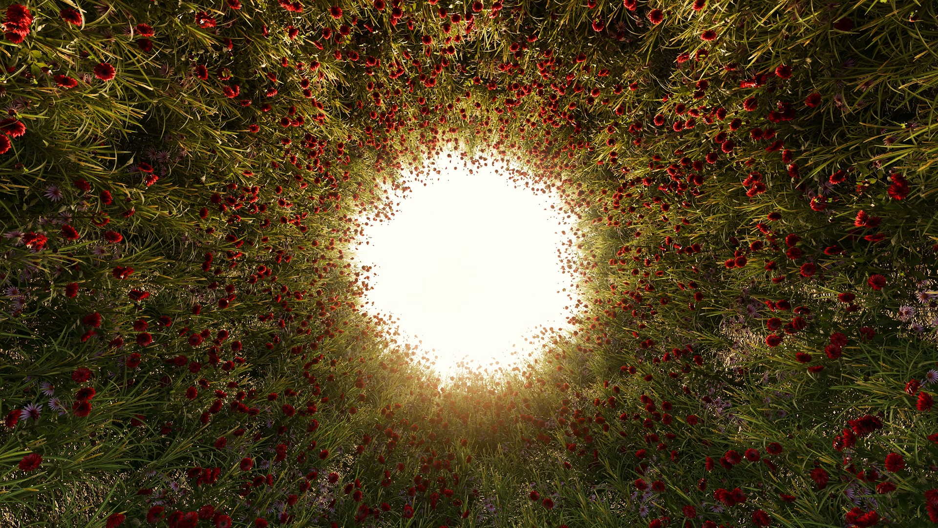View upward through red flowers toward the sky